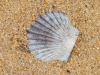 Scallop-Shell