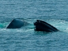 two-whales