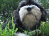 buckley-2
