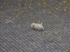 dog-along-seine
