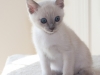 ziggy-04-10-2010