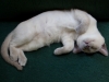 ziggy-snoozing-06-12-10-4