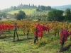 tuscan-vinyard