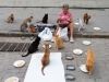 Havana-Cat-Lady
