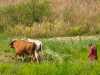 Man-with-Two-Ox