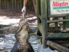Alligator-Feeding_edited-1