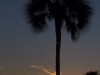 Palm Tree & Sunset