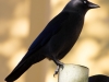 Raven