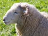 dingle-sheep_edited-1