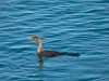 Cormorant-Ogunquit-Maine