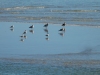 Eight-Seagulls