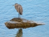 Great-Blue-Heron-Ogunquit-Maine
