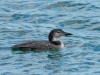 Loon