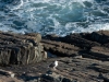 Seagull-on-the-Rocks