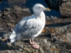 Seagull