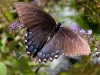 Appalachian-Swallow-Tail-Butterfly-09-02-2022