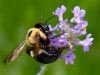 Bee-on-Lavender-2_edited-1