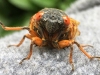 Cicada-05-30-2021_edited-1