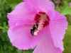 Hibiscus-with-Bee