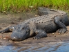 Alligator-2025-03-11