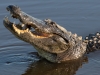 Alligator with Fish_edited-1