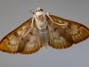 Moth_edited-1