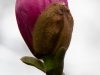 Saucer Magnolia Bud_edited-1