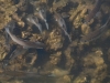 School of Fish