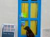 dog-in-front-of-blue-door