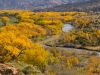 Cottonwoods in the Fall #1_edited-1