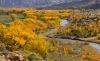 Cottonwoods in the Fall #1_edited-1