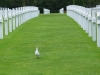 gull-at-normandy