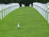 gull-at-normandy