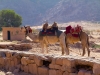 camels-coffee