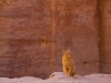 petra-cat