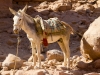 petra-mule