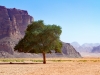 Lonely Tree #2