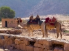 camels-coffee