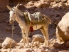 petra-mule
