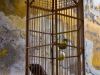 in-the-cage
