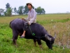 young-man-on-water-buffalo