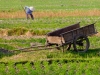 cart-in-the-field