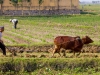 plowing-the-field-2