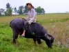 young-man-on-water-buffalo