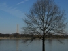 washington-monument-and-tree