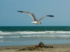gull-sand-castle