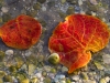 two-leaves-and-a-shell