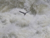 Blue Heron at Great Falls #2