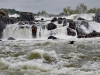 Great Falls with Blue Heron_edited-2