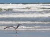 Seagull-Ocean-2_edited-1